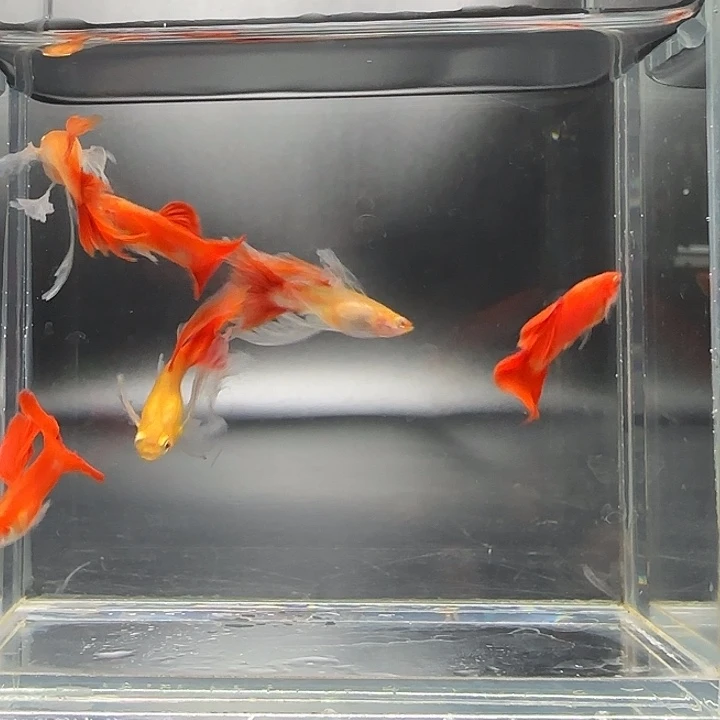 用***0孔雀鱼血红大c3对特价