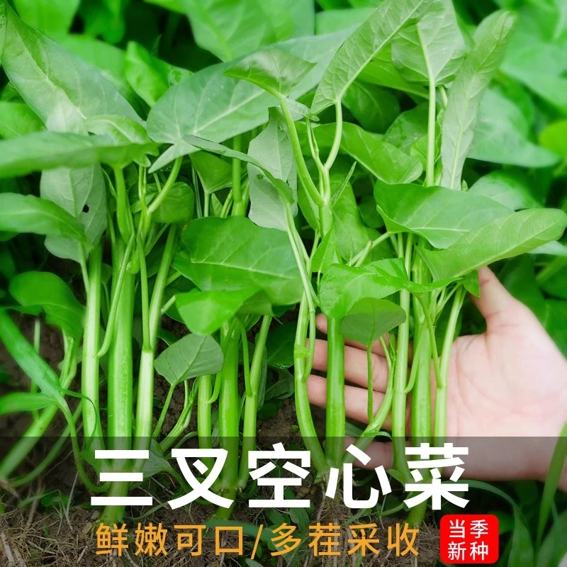 四季三叉空心菜大叶种子水上种植蔬菜水培蔬菜种子水培空心菜