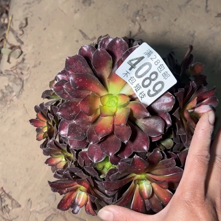 4089多肉植物法师夕阳法师