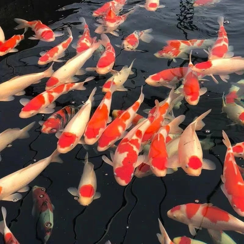 【巨福利】14-16厘米纯红白纯三色1条血统锦鲤好养冷水鱼包邮