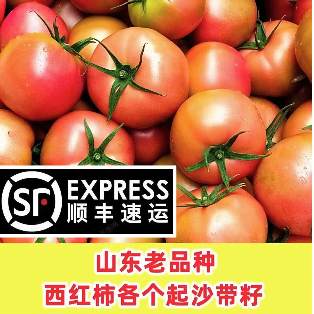 老品种水果西红柿番茄绿籽西红柿非普卢旺斯西红柿非圣女果