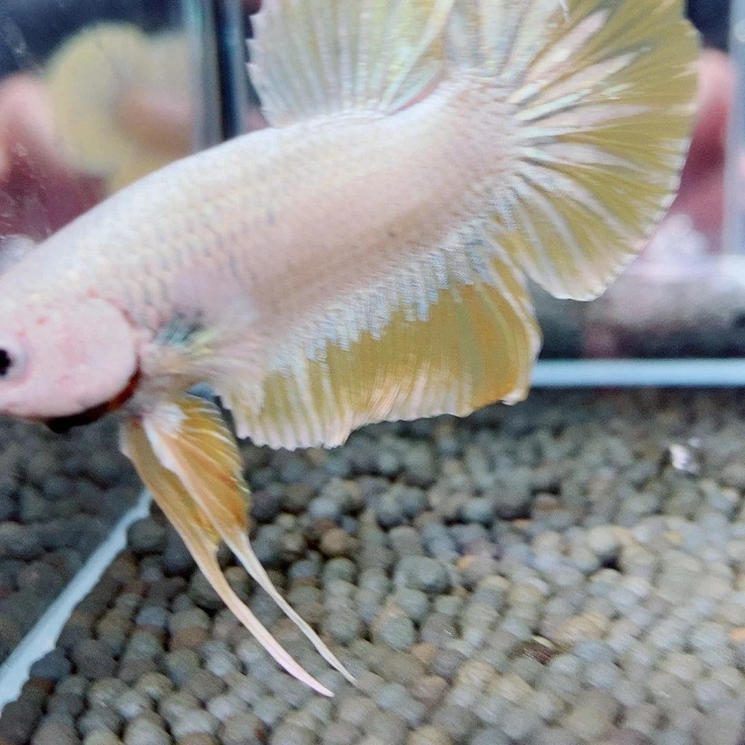 黑58号巨斗将军的