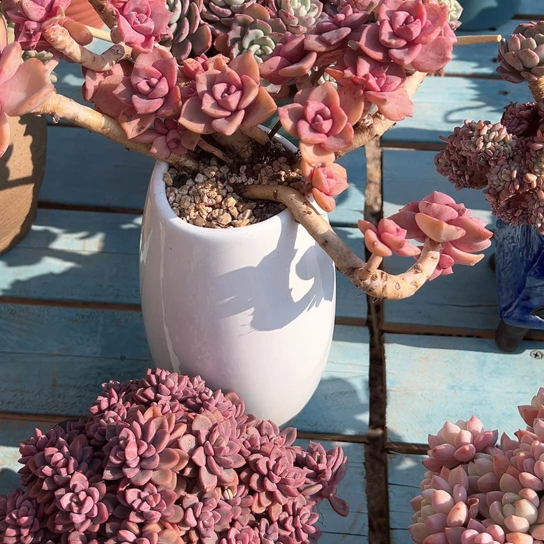 牡**棠彩虹糖多肉植物脱土