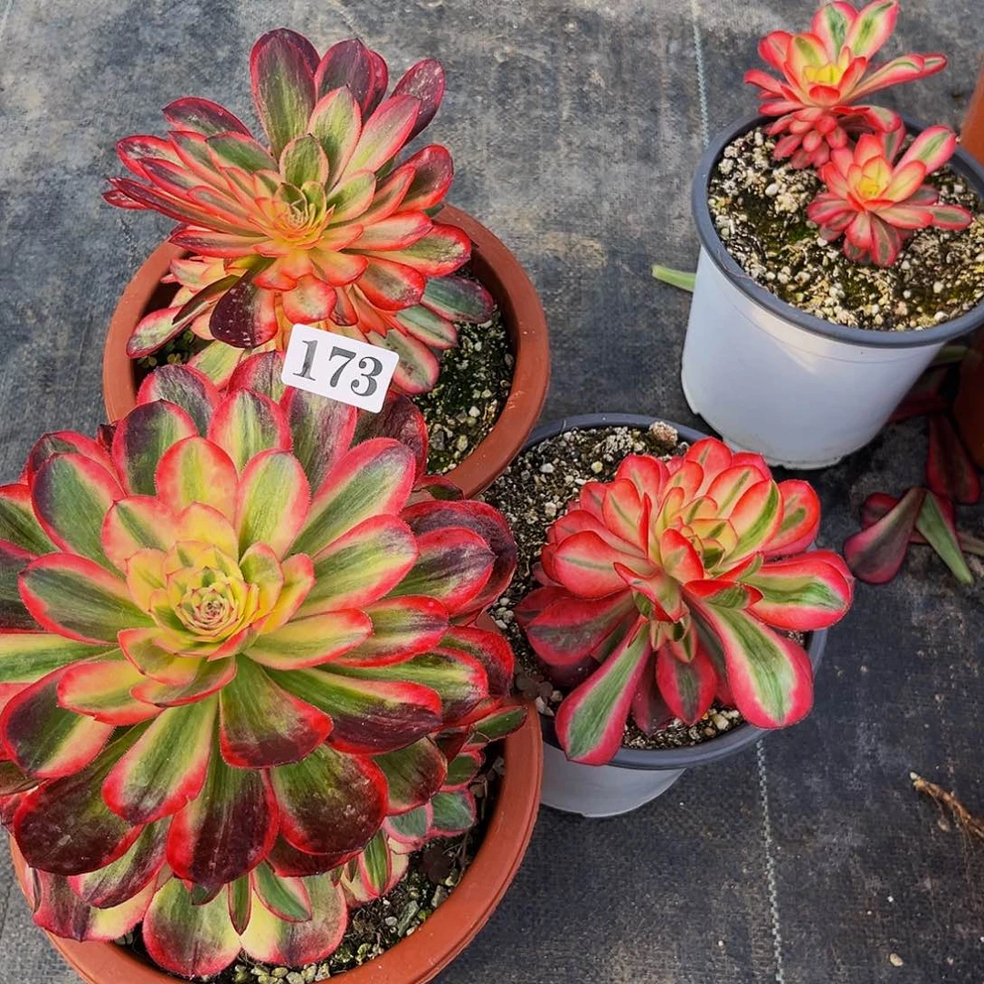 小*巴173爱丽丝 黑魔锦 海神三颗福利价