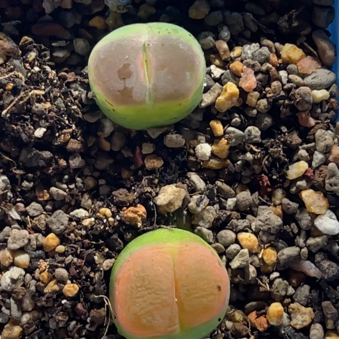 2423拉登杂2颗尺寸1.5