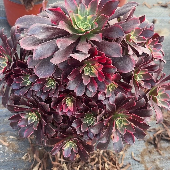 金丝雀多肉法师不包损10