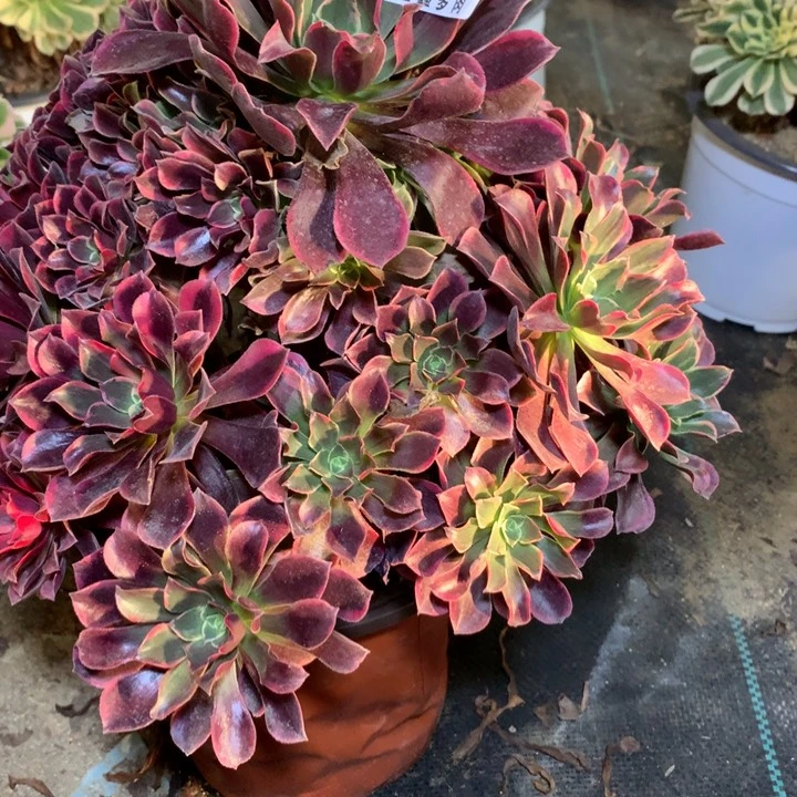 做*己260多肉植物一物一拍