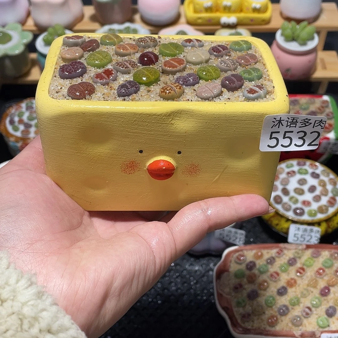 带盆土植物 一物一拍5532