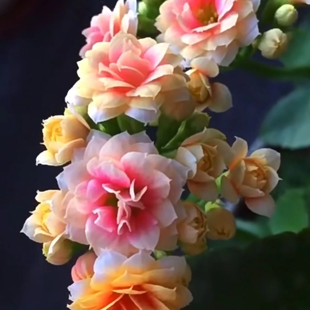 长寿花（果冻）110盆