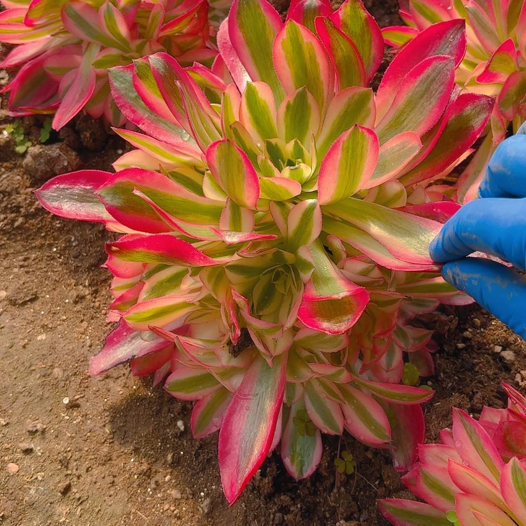 女巫手捧多肉植物