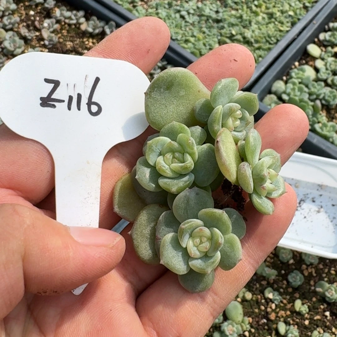 如图优选麦芽珍妮116叶插2个