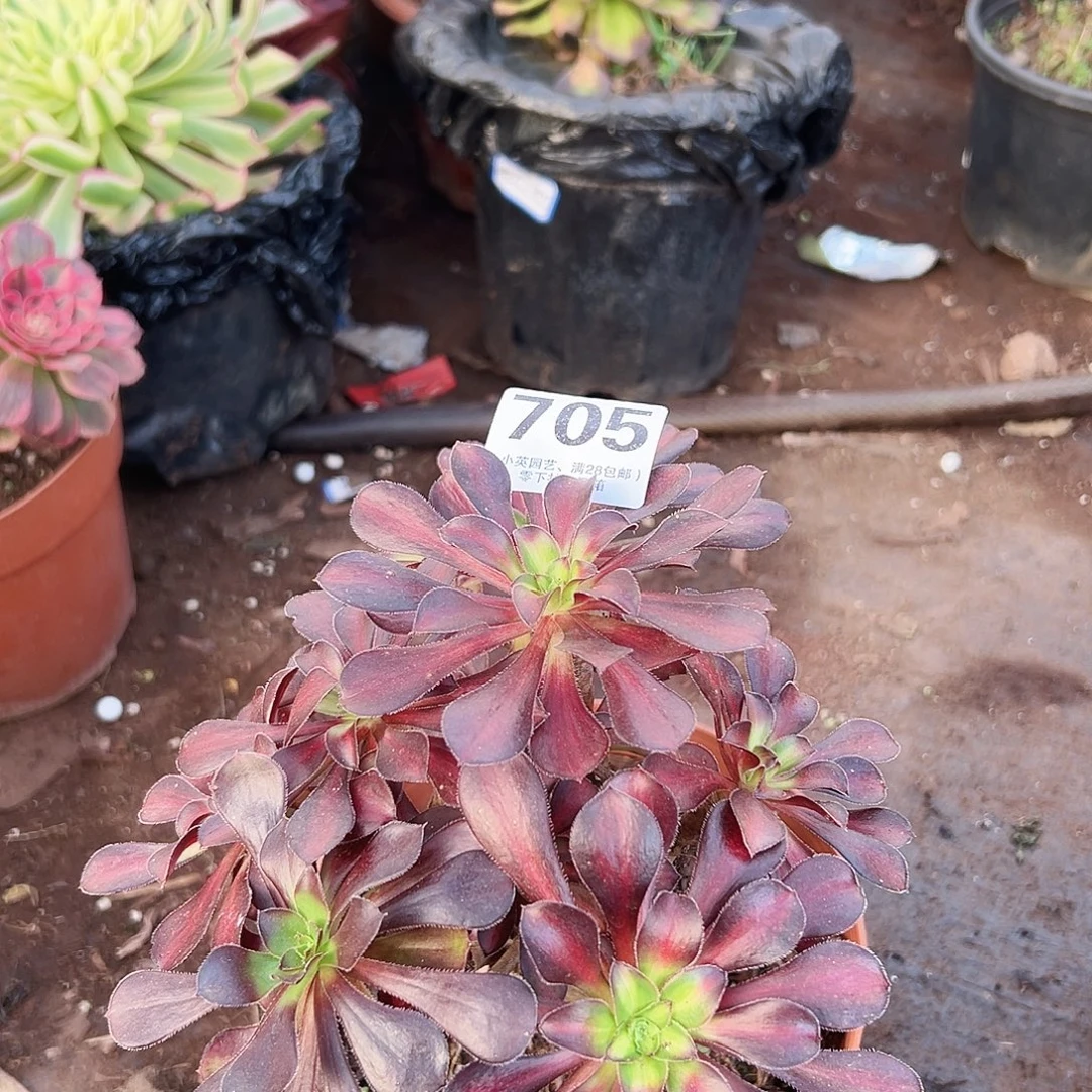 魅力锦705多肉植物