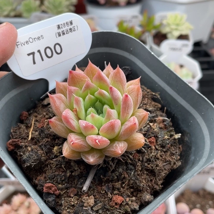 7100杜里万5厘米