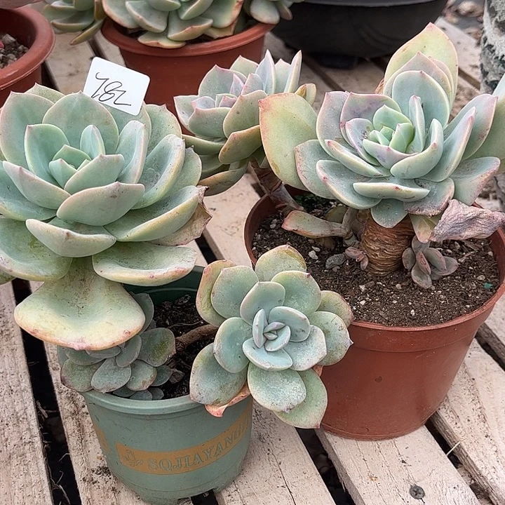 用***1782血凤不售后脱土发货不退不换