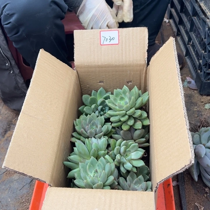 拾***卝地栽红象牙小棵装箱昆明发货