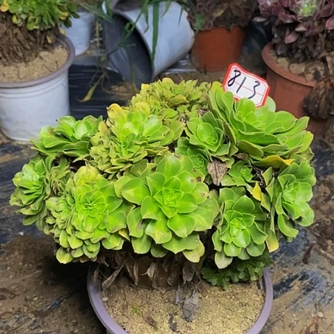 缀化老桩捧花813号