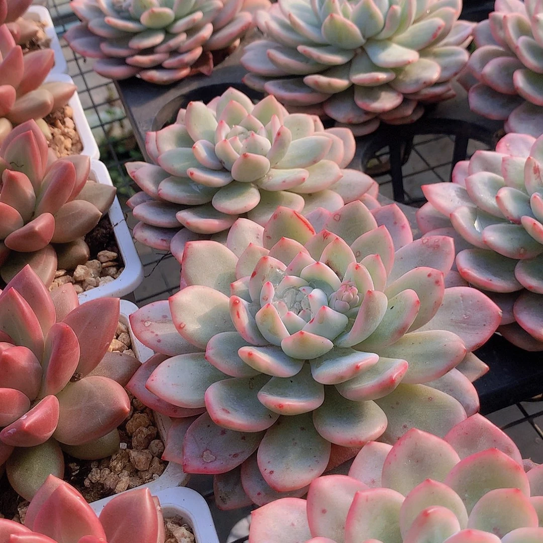 仙女橙锦3456677888999