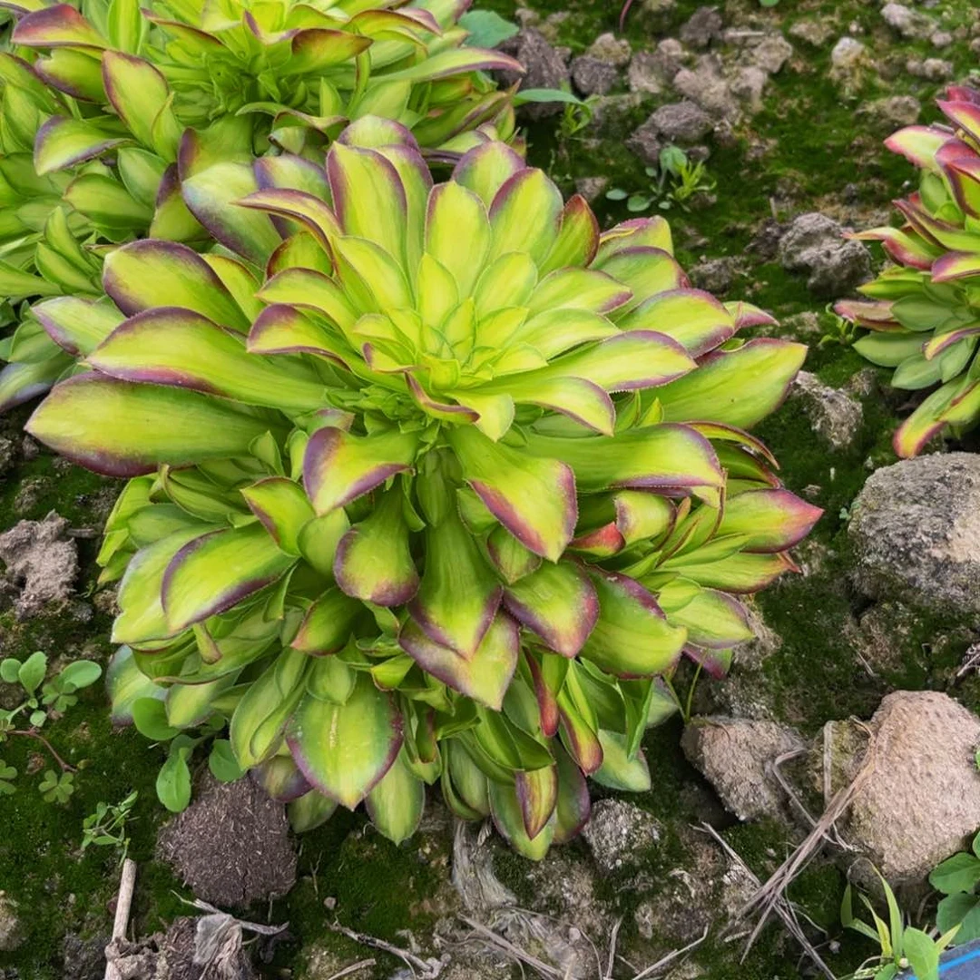 韶华多肉植物捧花大的