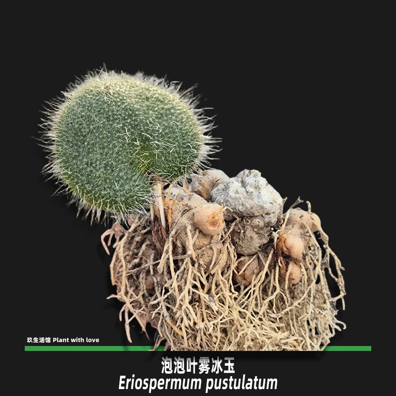 泡泡叶雾冰玉 稀有雾冰玉块根多肉植物带盆发货 叶损不保