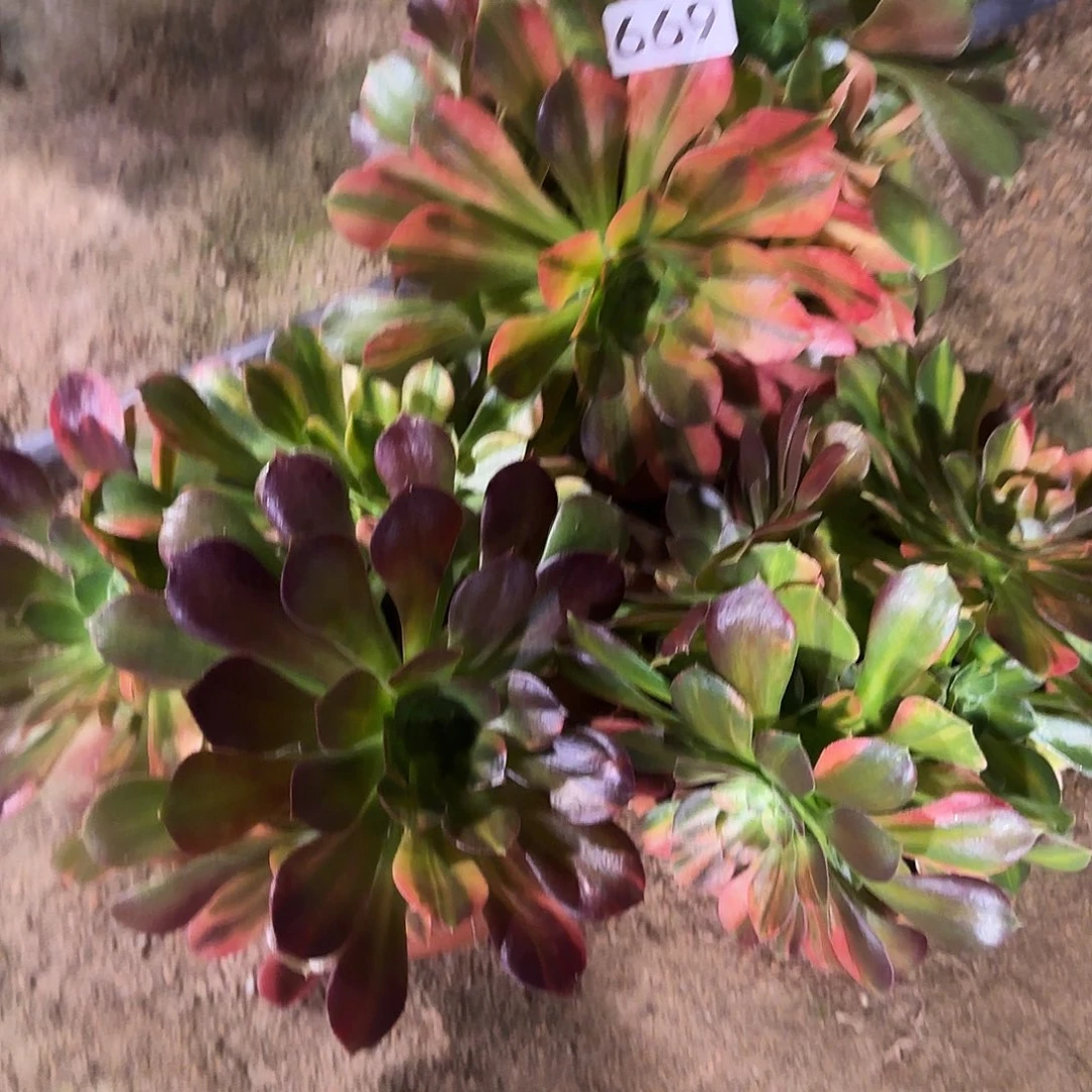 多肉植物福利3棵669