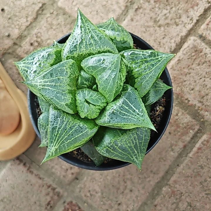 涂***7果般若多肉植物原盆土