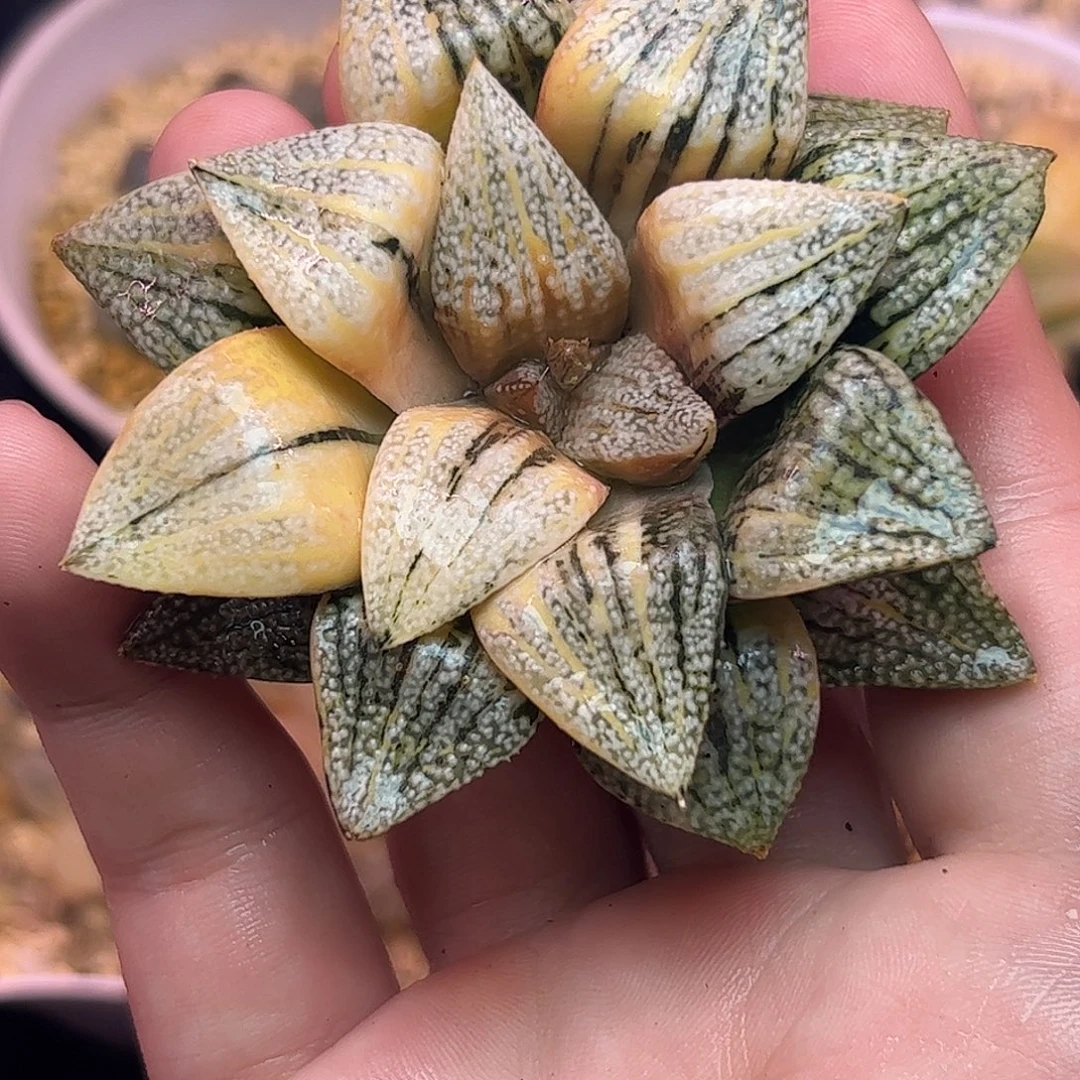 光源氏母本白银完美锦