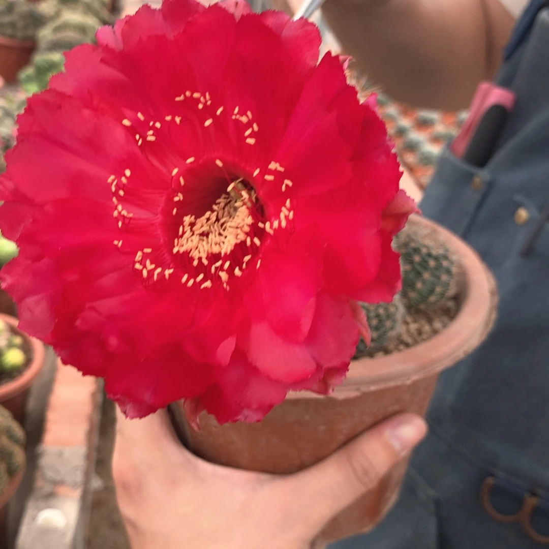 番*酱母本侧芽侧芽侧芽侧芽侧芽