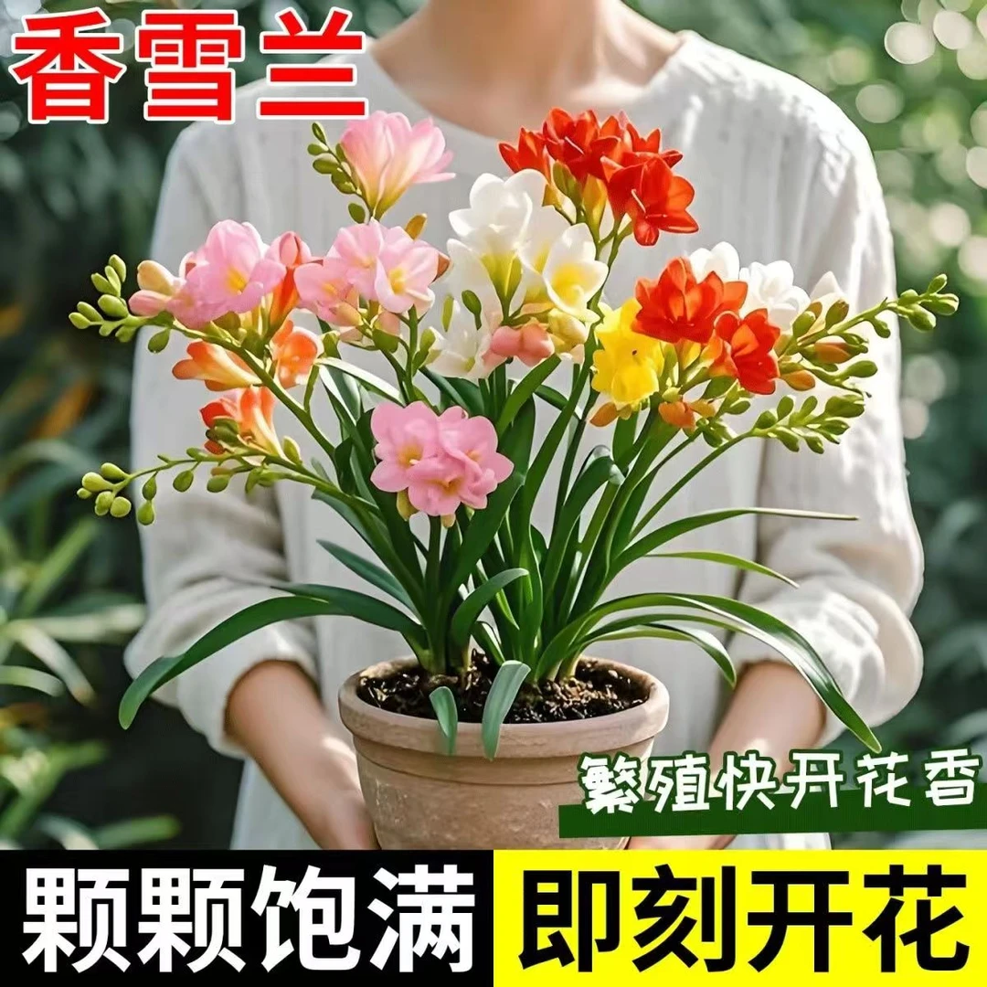 【五年老店】香雪兰花小苍兰种球多年生易种花卉盆栽重瓣浓香型植物