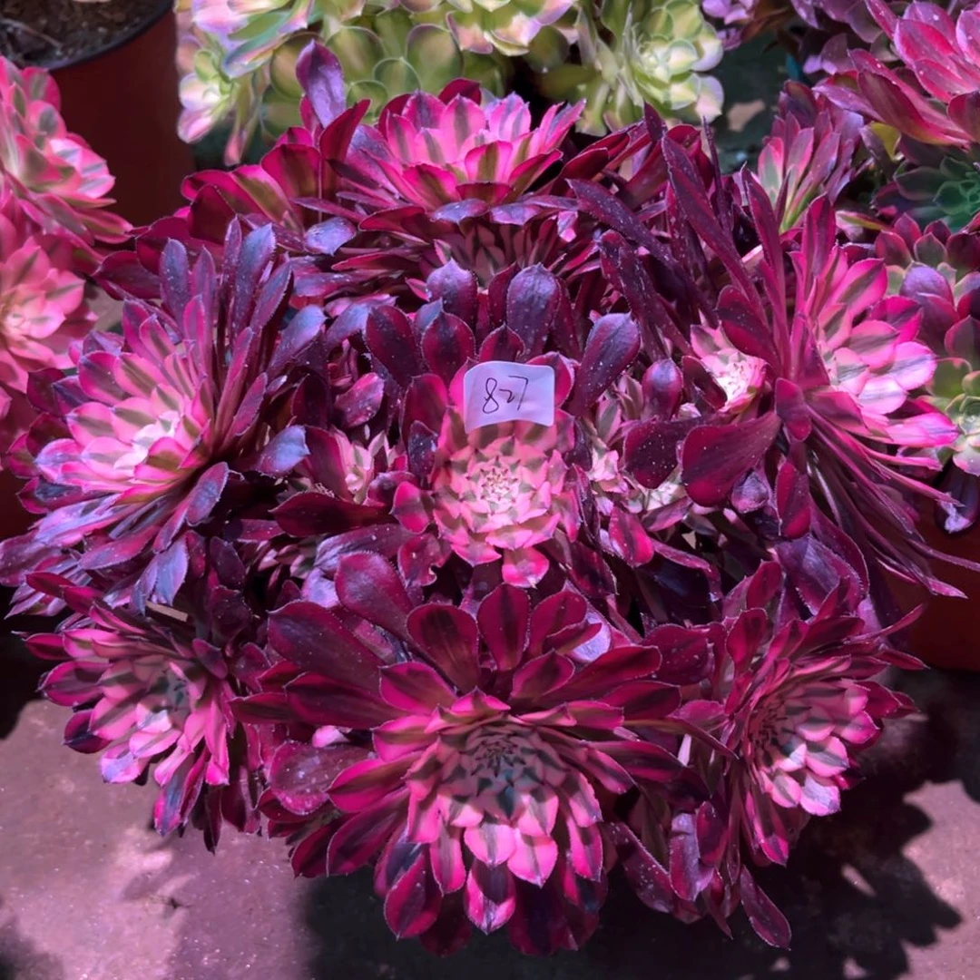 多肉植物红铜白827