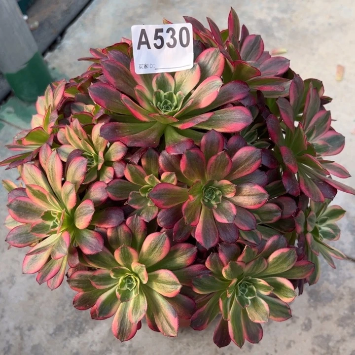 530安娜22厘米左右