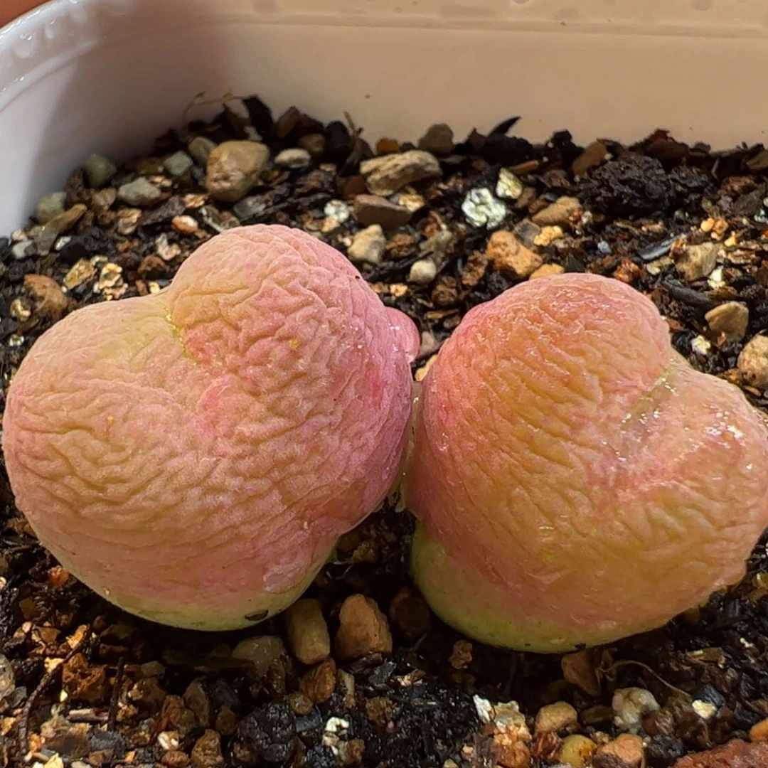 452多肉植物百科组合