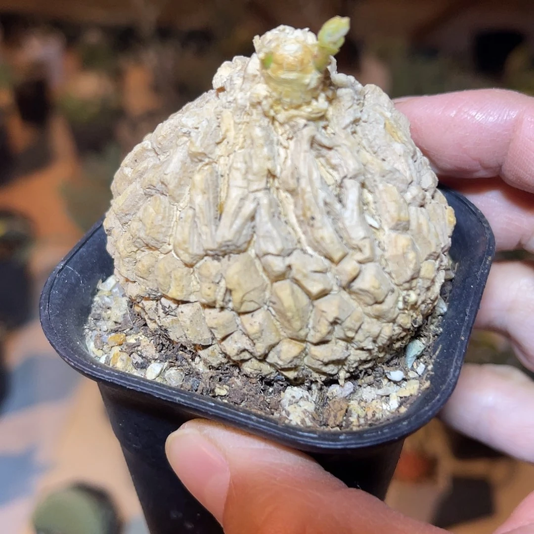 实生的白皮龟甲罗摩