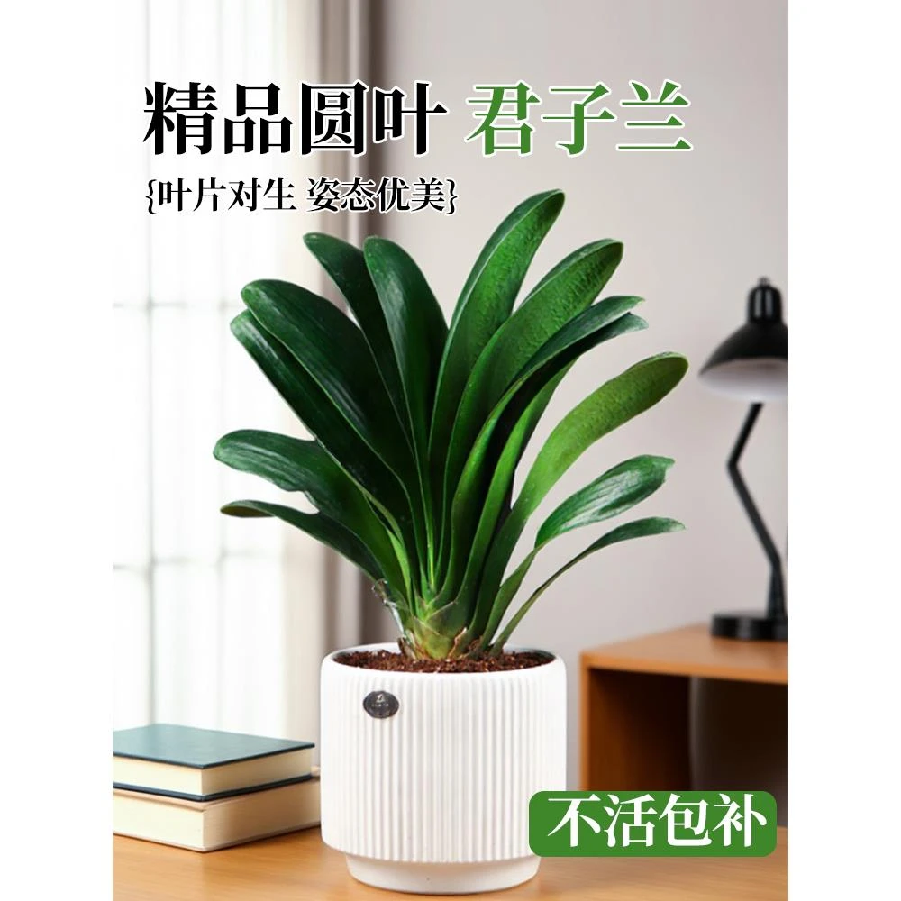 君子兰盆栽带花苞花卉植物室内国宝特级巨无霸大苗名贵四季好养活