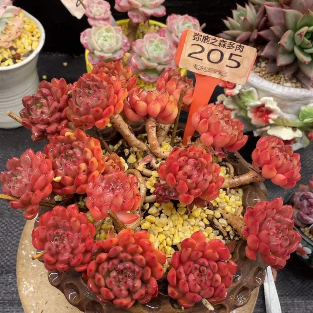 弥鹿之森一物一拍