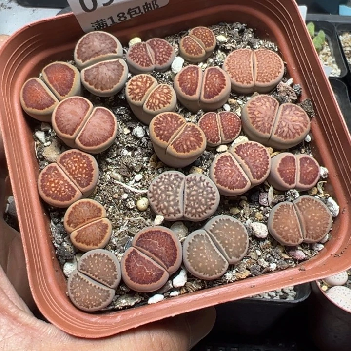 【闪购商品】 091。