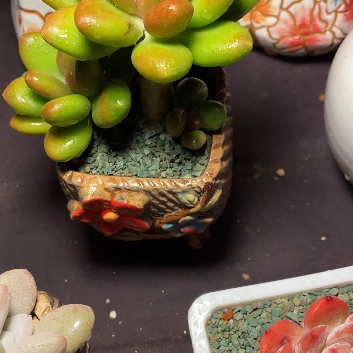 毛***毛多肉植物芒果奶发货