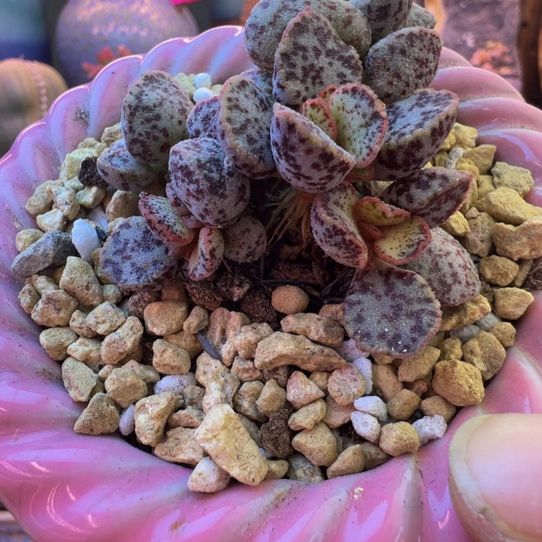 可***爱我们都在努力着改变着我们自己