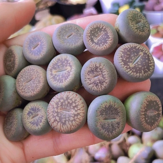 无花朵1301，老皮微瑕1.5-1.7厘米流水