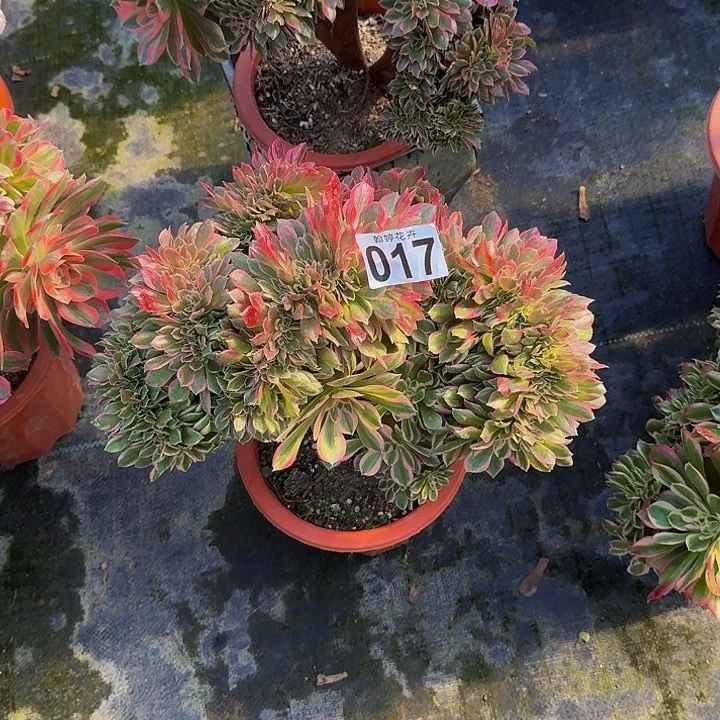 00000000000000017女郎缀