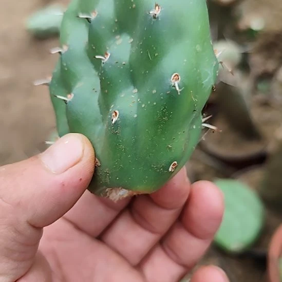 胖子硫磺仙人掌杰拉德