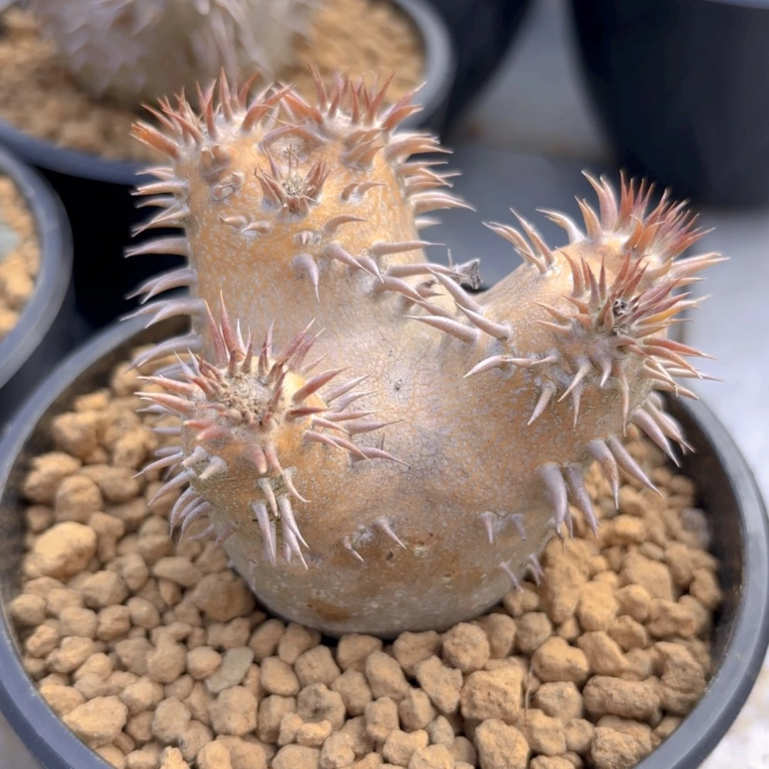 金皮惠比大黑G g g g g g