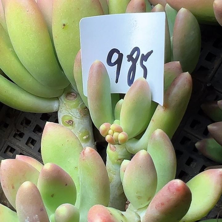 985//////////////////