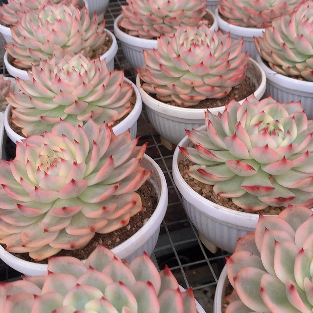 母本吉娃娃白福伦锦24556778888