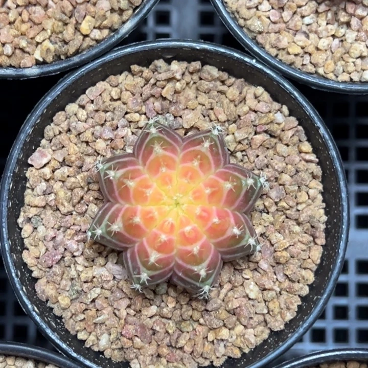 实生轮回脱土发货4