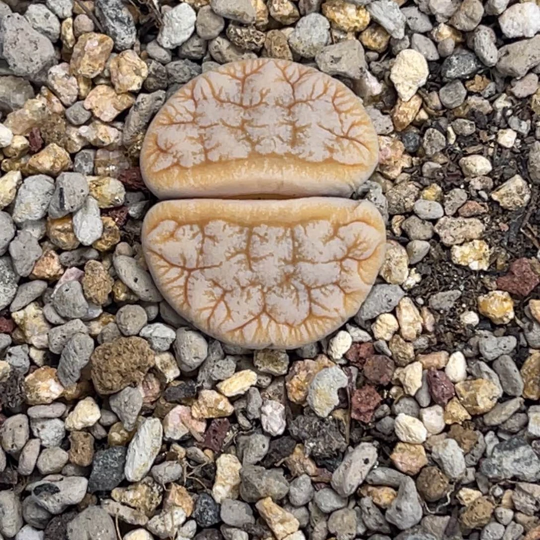 4966拿铁睫毛荒玉1尺寸2.4