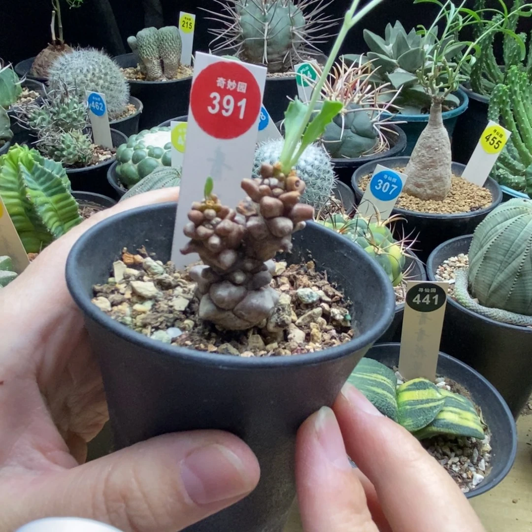 蛮鬼塔一颗仙人球