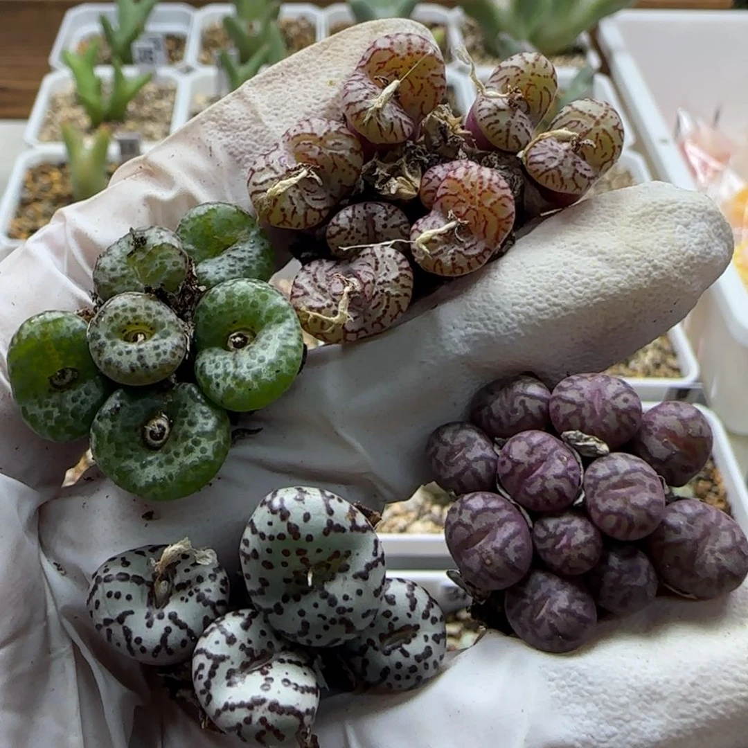 b****贝3-8-当天满58包邮脱土