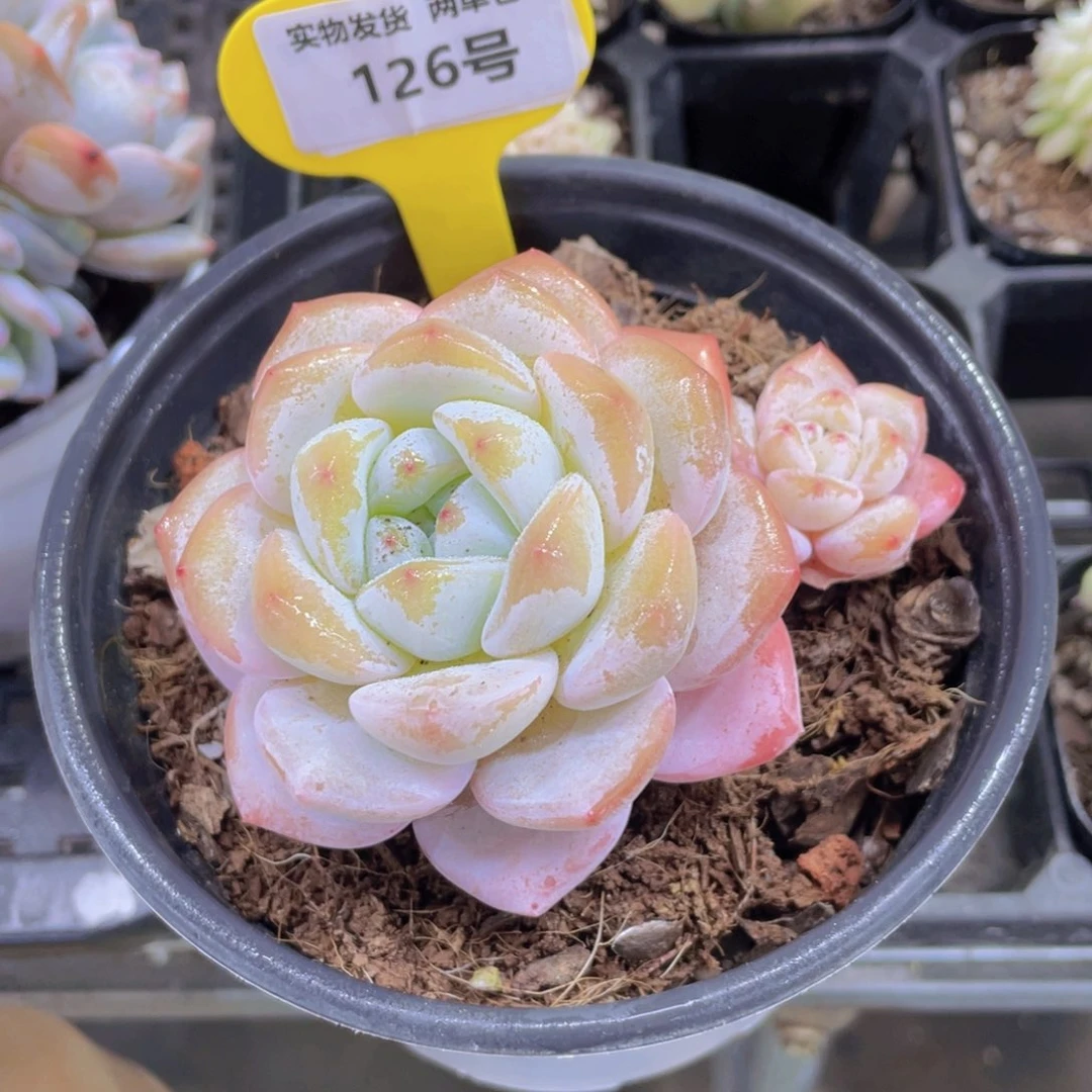 126号 老桩母本大白兔单头