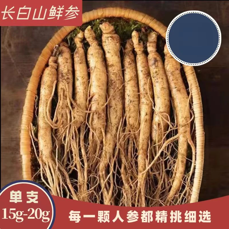 长白山鲜人参15-20g/支 送人参种子 参味浓郁
