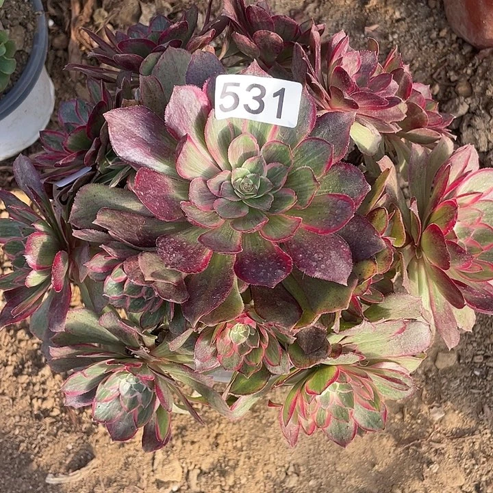 531莲花座多肉植物
